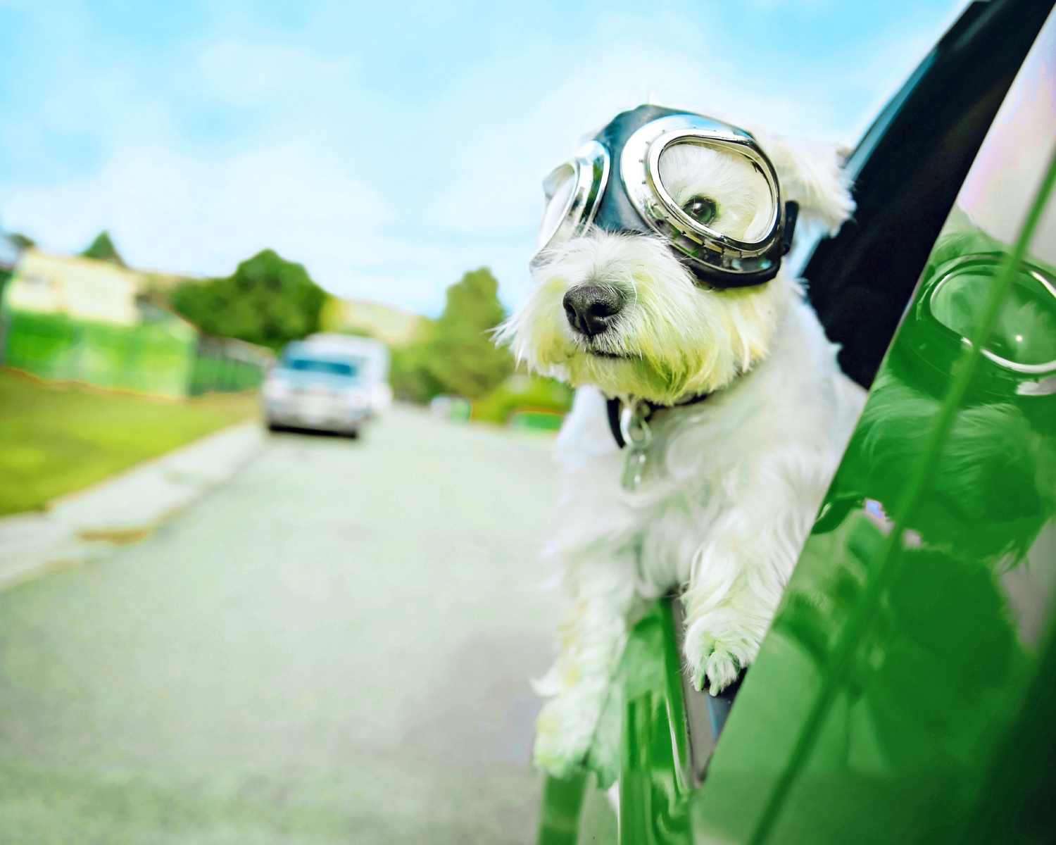 Dog wearing goggles